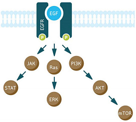 Набор для анализа активации EGFR (общ./фосф.) Muse EGFR-RTK Activation Dual Detection Kit, 200 тестов