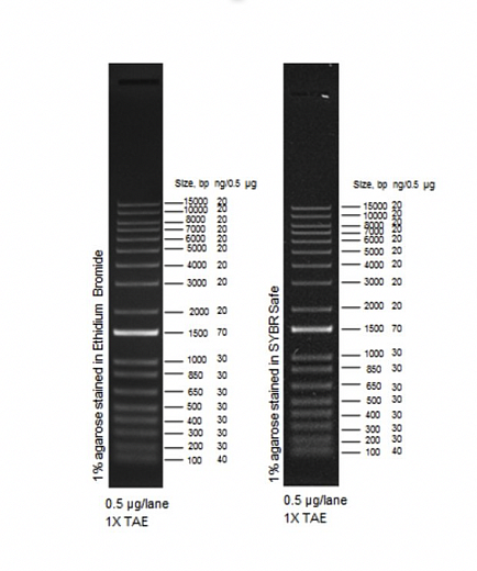 Маркер длин ДНК ,1 Kb Plus, 18 фрагментов от 100 п.н. до 15000 п.н., 0,5 мкг/мл, Thermo FS Фото 1