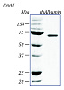 Альбумин человека, рекомбинантный белок, rhAlbumin