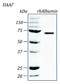 Альбумин человека, рекомбинантный белок, rhAlbumin