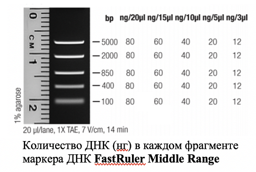 Маркер длин ДНК FastRuler Middle Range, 5 фрагментов от 50 до 1500 п.н., готовый к применению, Thermo FS Фото 1