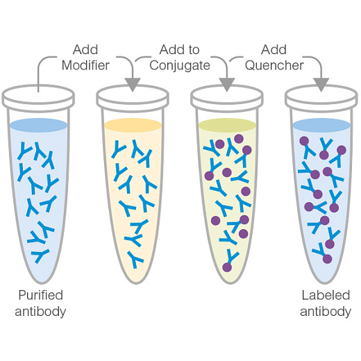 Набор для конъюгации антител PE / R-Phycoerythrin Conjugation Kit, Lightning-Link, Abcam Фото 1