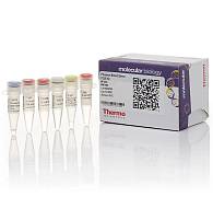 Набор для проведения прямой ПЦР Phusion Blood Direct PCR Kit из цельной крови без предварительного выделения ДНК