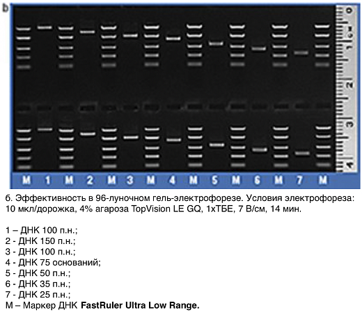 Маркер длин ДНК FastRuler Ultra Low Range, 5 фрагментов от 10 до 200 п.н., готовый к применению, Thermo FS Фото 3