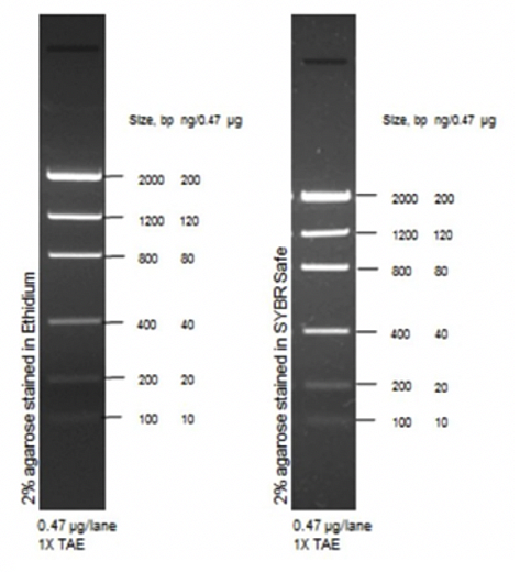 Маркер длин ДНК Low DNA Mass от 100 п.н. до 2000 п.н., 0,1175 мкг/мкл, Thermo FS Фото 1