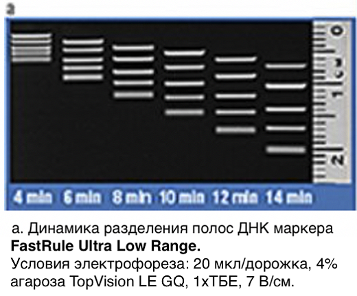 Маркер длин ДНК FastRuler Ultra Low Range, 5 фрагментов от 10 до 200 п.н., готовый к применению, Thermo FS Фото 2