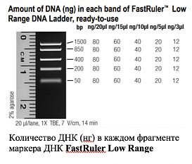 Маркер длин ДНК, FastRuler Low Range, 5 фрагментов от 50 до 1500 п.н., готовый к применению