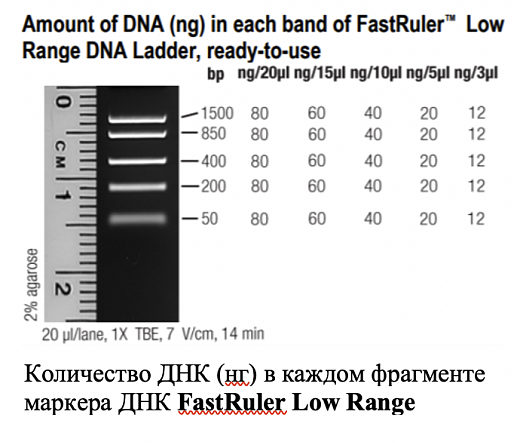 Маркер длин ДНК, FastRuler Low Range, 5 фрагментов от 50 до 1500 п.н., готовый к применению, Thermo FS Фото 1