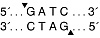  Эндонуклеаза рестрикции Sau3AI, 5 000 ед/мл, New England Biolabs