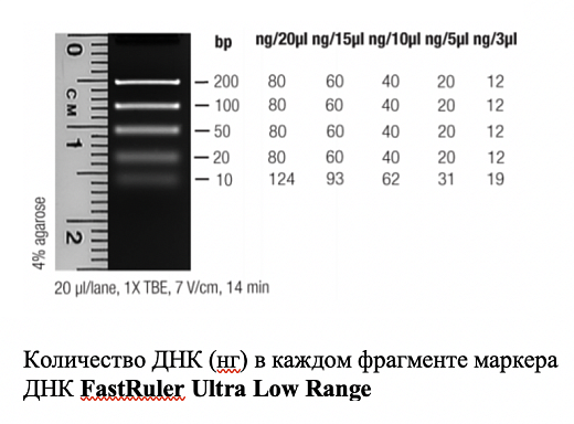 Маркер длин ДНК FastRuler Ultra Low Range, 5 фрагментов от 10 до 200 п.н., готовый к применению, Thermo FS Фото 1