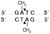Эндонуклеаза рестрикции DpnI, 20 000 ед/мл, New England Biolabs
