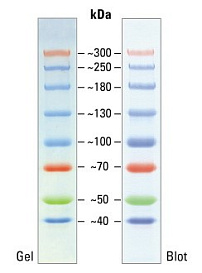 Маркеры белковые молекулярного веса, предокрашенные, Spectra, 40-300 кДа, 8 полос