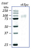 Тромбопоэтин человека, рекомбинантный белок, rhTpo