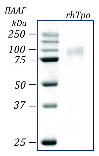 Тромбопоэтин человека, рекомбинантный белок, rhTpo