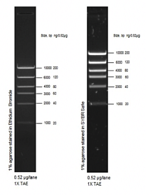 Маркер длин ДНК High DNA Mass Ladder, 6 фрагментов от 1000 до 10 000 п.н., 0,13 мкг/мкл