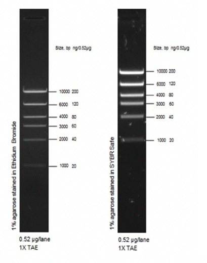 Маркер длин ДНК High DNA Mass Ladder, 6 фрагментов от 1000 до 10 000 п.н., 0,13 мкг/мкл, Thermo FS Фото 1