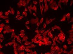 Набор для окраски плазматической мембраны Orange Fluorescence - Cytopainter