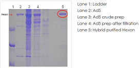 Нативный белок (гексон) аденовируса Native Adenovirus Type 5 hexon protein