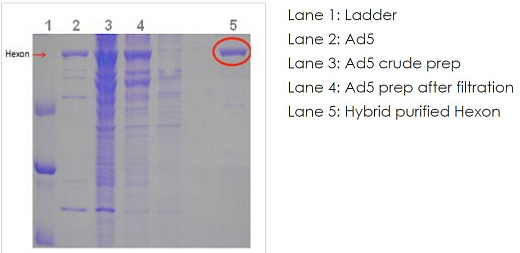 Нативный белок (гексон) аденовируса Native Adenovirus Type 5 hexon protein, Abcam Фото 1