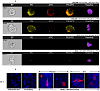 Набор для конъюгации антител PE / R-Phycoerythrin Conjugation Kit, Lightning-Link Фото 6