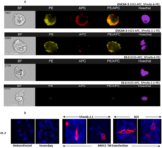 Набор для конъюгации антител PE / R-Phycoerythrin Conjugation Kit, Lightning-Link, Abcam Фото 5