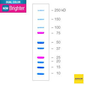 Маркеры белковые молекулярного веса, предокрашенные, Dual Color, 10-250 кДа, 10 полос
