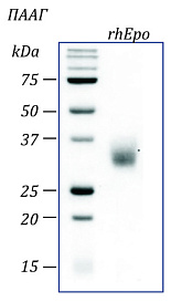 Эритропоэтин человека, рекомбинантный белок, rhEpo
