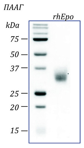 Эритропоэтин человека, рекомбинантный белок, rhEpo