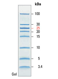 Маркеры молекулярной массы белков, неокрашенные, PageRuler, 3,4-100 кДа, для SDS-электрофореза и вестерн-блоттинга