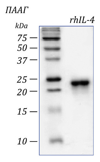 Интерлейкин 4 человека, рекомбинантный белок, rhIL-4, гель