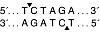  Эндонуклеаза рестрикции XbaI, 20 000 ед/мл, New England Biolabs