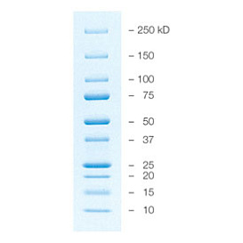Маркеры белковые молекулярного веса, предокрашенные, 10-250 кДа, 10 полос