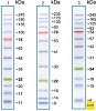 Маркеры белковые молекулярного веса, предокрашенные, Prism Ultra, 10-245 кДа, 12 полос Фото 2
